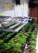 Golpe al cultivo ilícito de marihuana en la Vega Media del Segura