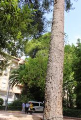 La Concejalía de Jardines inicia trabajos de conservación de varios árboles ornamentales
