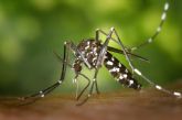 El Ayuntamiento redobla sus esfuerzos en la lucha contra el mosquito tigre