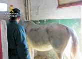 La Guardia Civil investiga a cinco personas por delitos de maltrato y abandono animal de varios equinos