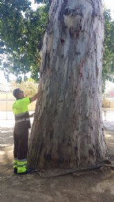 El Servicio de Parques y Jardines protege un centenar de eucaliptos con un tratamiento innovador