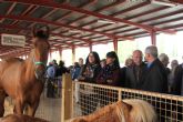 La Feria de Ganado Equino de Puerto Lumbreras abre sus puertas con eliminación de tasas para los ganaderos