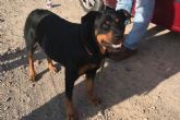 La Policía Local rescata a un Rottweiler que se encontraba desorientado en la Vereda de San Félix