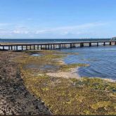 La Comunidad Autónoma tampoco retirará fangos en el Mar Menor este verano