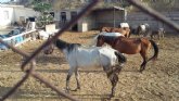 Ciudadanos denuncia el maltrato animal reiterado durante años de la granja de equinos de Sutullena
