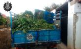 Desmantelan una extensa plantación de marihuana en el paraje archenero de Pago del Barranco.-