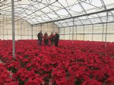 Más de 4.500 flores y plantas procedentes de los viveros municipales engalanarán las zonas verdes lorquinas durante las fechas navideñas