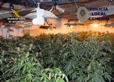 Desmantelan un invernadero con 230 plantas de marihuana en una vivienda de Cehegín