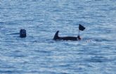 Primeros resultados del proyecto de evaluación de las interacciones de delfín mular con artes de pesca artesanales de ANSE