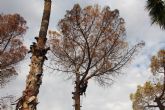 El deterioro de tres pinos secos en el Parque de La Cubana obliga a talarlos