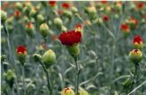 El PP pide un plan de apoyo al sector de la flor cortada en la Región que impulse su proyección nacional e internacional.
