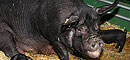 44 Semana Nacional de Ganado Porcino - SEPOR 2011