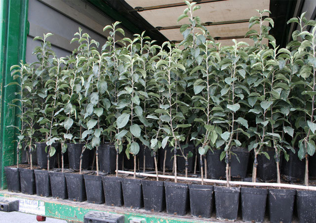 Los primeros Peros de Alcuza llegan a Cehegín - 3, Foto 3