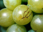 Agricultura inicia la campaña de lucha contra la mosca de la fruta  que afecta a los cultivos de uva de mesa