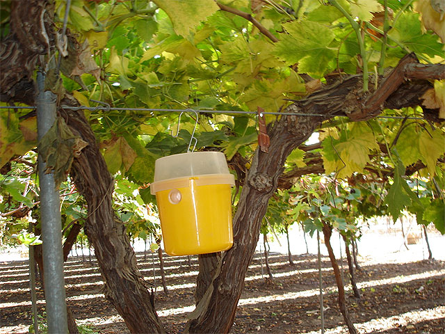 Agricultura inicia la campaña de lucha contra la mosca de la fruta  que afecta a los cultivos de uva de mesa - 2, Foto 2