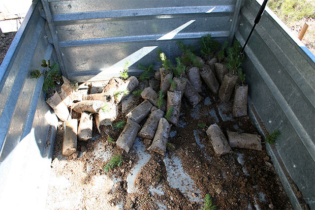 ‘Montes’ reparte 200 pinos para reforestar diferentes zonas - 1, Foto 1