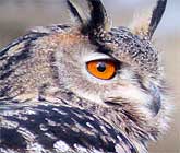 Desarrollo Sostenible y Adesga colaboran en la proteccin de una de las poblaciones de bho real ms importantes del mundo