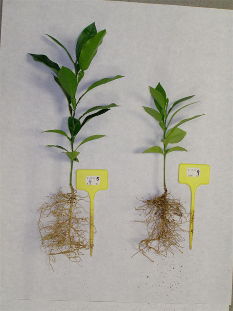 Agricultura utiliza micorrizas y fertilización nitrogenada para paliar los efectos negativos del riego con aguas salinas en cítricos - 2, Foto 2