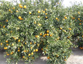 Agricultura utiliza micorrizas y fertilizacin nitrogenada para paliar los efectos negativos del riego con aguas salinas en ctricos