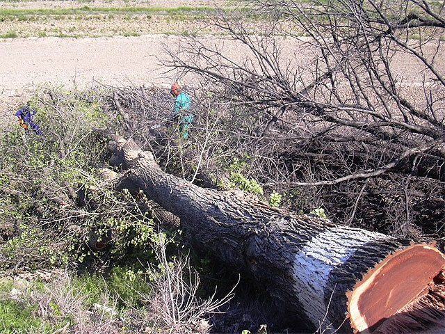 Desarrollo Sostenible pone en marcha un sistema de alarma en la Región para combatir un hongo que acaba con los olmos - 1, Foto 1