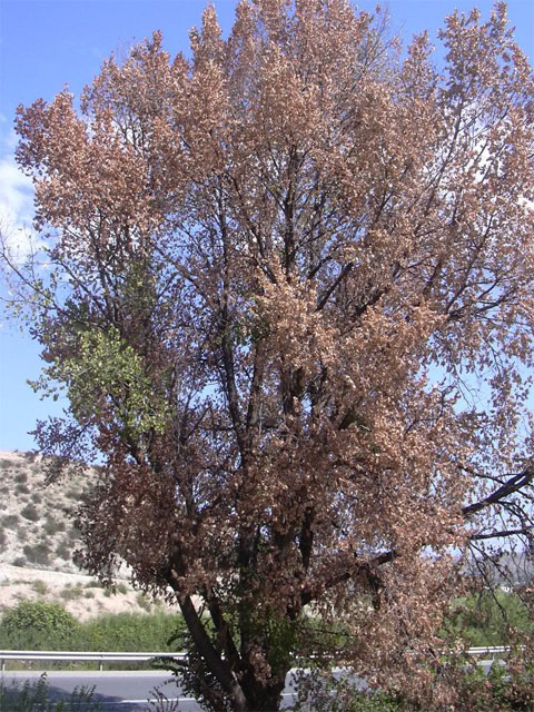 Desarrollo Sostenible pone en marcha un sistema de alarma en la Región para combatir un hongo que acaba con los olmos - 2, Foto 2