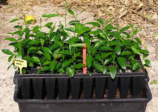 Agricultura investiga la mejora genética de cítricos mediante la aplicación del cultivo de tejidos - 1, Foto 1