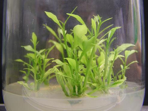 Agricultura investiga la mejora genética de cítricos mediante la aplicación del cultivo de tejidos - 2, Foto 2