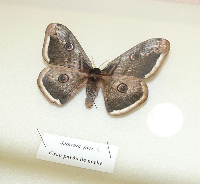 Una jarrita del mundo ibérico y una mariposa son las piezas del verano de los museos municipales - 3, Foto 3