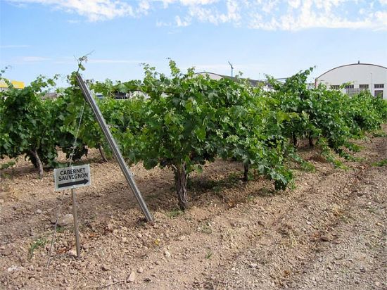 Agricultura constata que los vinos de producción reducida tienen mejor aptitud para la crianza y son mejor valorados por catadores - 1, Foto 1