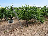 Agricultura constata que los vinos de producción reducida tienen mejor aptitud para la crianza y son mejor valorados por catadores
