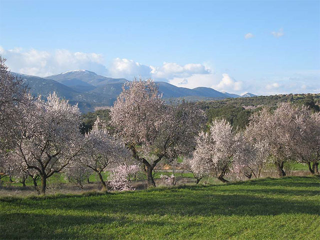 El ‘Proyecto Almendra’ revalorizará el cultivo del almendro - 1, Foto 1