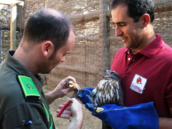 Liberado en su hábitat un busardo ratonero criado en cautividad - 2, Foto 2
