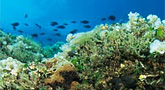 Agricultura constata que la Reserva Marina de   Cabo de Palos-Islas Hormigas beneficia a la economía pesquera local