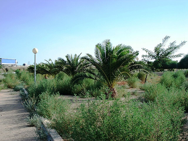 IU denuncia la situación de desidia en la que se encuentra el Polígono Industrial de Totana - 2, Foto 2