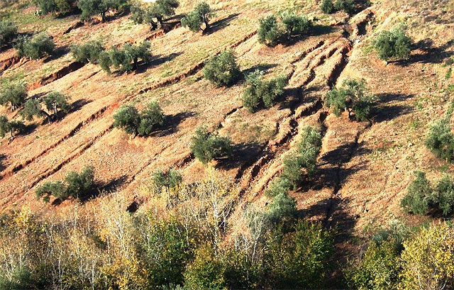 Desarrollo Sostenible realiza un estudio del suelo en la Región para el control de la desertificación - 1, Foto 1