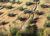 Desarrollo Sostenible realiza un estudio del suelo en la Regin para el control de la desertificacin