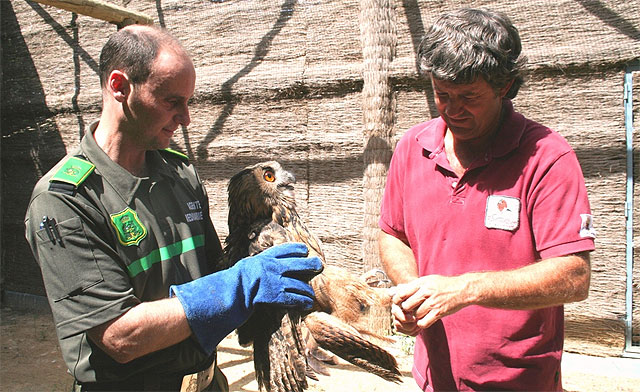 Dos búhos reales y una tortuga mora son liberados tras recibir cuidados en el Centro de Recuperación de El Valle - 1, Foto 1