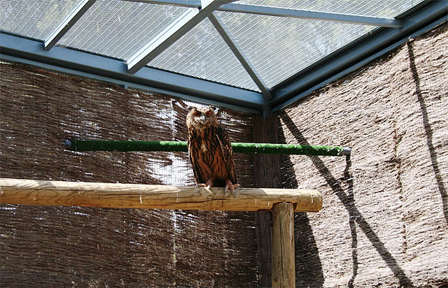 Dos búhos reales y una tortuga mora son liberados tras recibir cuidados en el Centro de Recuperación de El Valle - 2, Foto 2