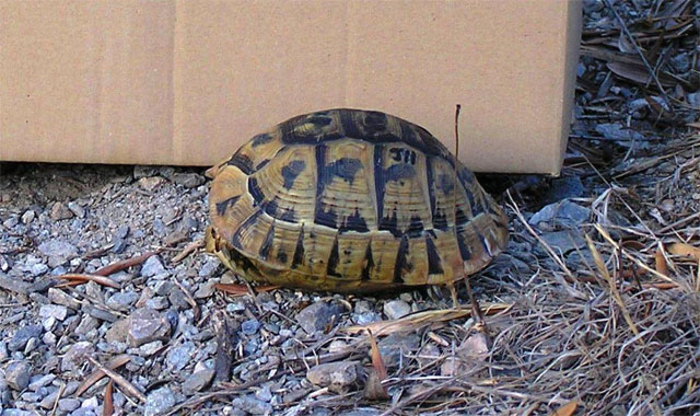 Dos búhos reales y una tortuga mora son liberados tras recibir cuidados en el Centro de Recuperación de El Valle - 3, Foto 3