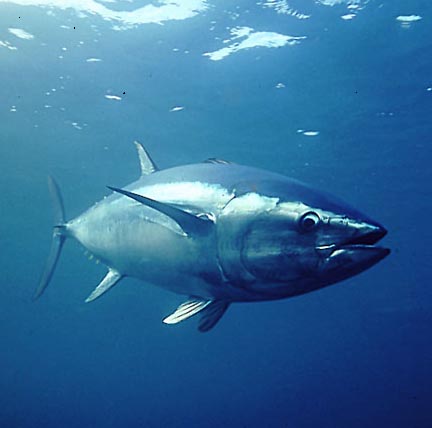 Agricultura confirma la ausencia de virus en la carnada usada en la alimentación del atún rojo - 1, Foto 1