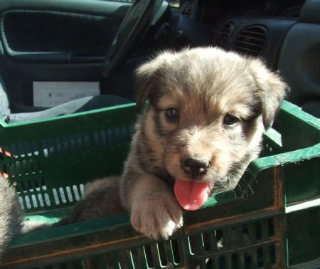 La asociación 4 Patas alerta sobre la gran cantidad de cachorros abandonados este verano en Jumilla - 1, Foto 1