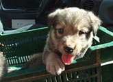 La asociacin '4 Patas' alerta sobre la gran cantidad de cachorros abandonados este verano en Jumilla