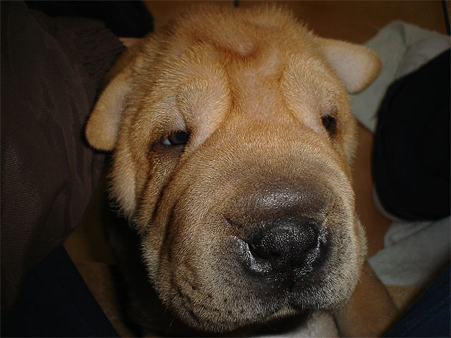 4 Patas subvenciona el 50% del coste del microchip de los animales adoptados gracias al donativo de una jumillana - 1, Foto 1