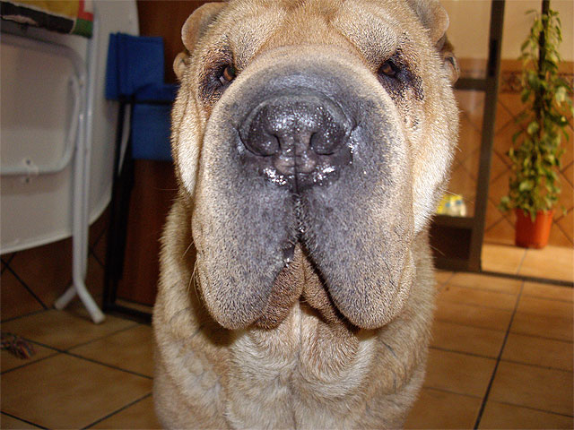 4 Patas subvenciona el 50% del coste del microchip de los animales adoptados gracias al donativo de una jumillana - 2, Foto 2