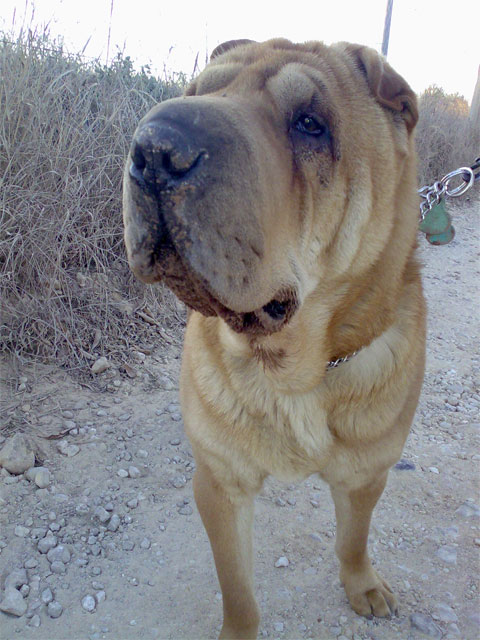 4 Patas subvenciona el 50% del coste del microchip de los animales adoptados gracias al donativo de una jumillana - 3, Foto 3