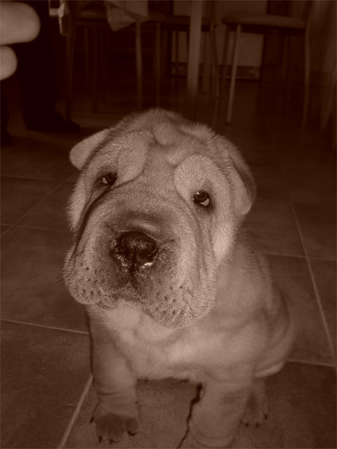 4 Patas subvenciona el 50% del coste del microchip de los animales adoptados gracias al donativo de una jumillana - 4, Foto 4