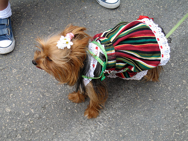 El Da de los Huertanos se vivi con intensidad - 6