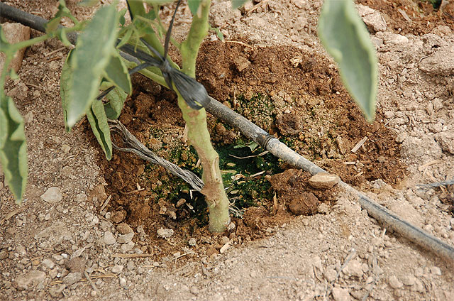 Agricultura edita una publicación sobre el manejo y mantenimiento de instalaciones de riego localizado - 1, Foto 1