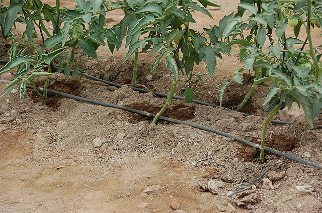 Agricultura edita una publicación sobre el manejo y mantenimiento de instalaciones de riego localizado - 2, Foto 2