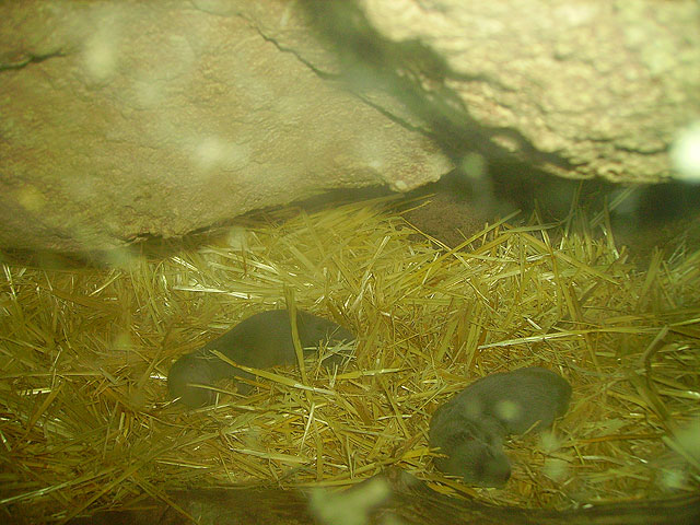 Desarrollo Sostenible y la Fundación Terra Natura logran las primeras crías de nutria nacidas en cautividad - 1, Foto 1